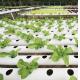 Revolutionize Agriculture with PVC Pipe Drip Irrigation Greenhouse and Fast Shipping