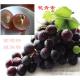 98% OPC Grape seed extract