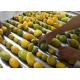 Industrial  20 T/H Mango Processing Line Turnkey Solution ISO9001 Certificate