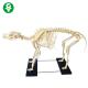 Advanced PVC Animal Anatomy Models / Big Dog Skeleton Model 87X65X38CM