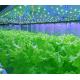 Automatic Microgreens Hydroponic Container Farm With Solar System