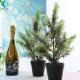 Table Decoration Artificial Potted Plants , Home Decor Potted Cypress Tree