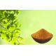 Skin Care Ginkgo Biloba Extract Powder For Relieving Eye Fatigue
