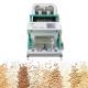 Wenyao Auto Dehydrated Vegetable Sorting Machine 2 Chutes Optical