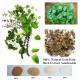 100% Natural Gotu Kola Herb Extract Asiaticoside 95% powder