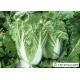 Japan Standard Fresh Chinese Cabbage No Pesticide Residue Apply To Supermarket