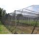 High Tensile Strength insect netting for greenhouse Black 0.6 * 0.6mm ISO 9001