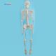 170cm Plastic Anatomical Skeleton Model Human Body Anatomical Teaching Model