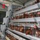 Semi Automatic Poultry Layer Cage 15000 Birds Manual Poultry Cage In Nigeria Iris