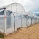 Turnkey Projects Installed Commercial Hydroponic Plastic Film Green House Multi-span Agricultural Greenhouses