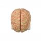 Human 9 Part Plastic Brain Model For Teaching Life Size For Display