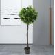Height 160cm Artificial Potted Floor Plants Plastic Laurel Tree