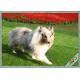 UV Resistant Dog Pet Artificial Turf / Synthetic Grass Eco Friendly Installation