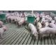 Stainless Steel 304 Automatic Feeding System For Pig Farming High Durability