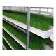 Growing Sprouts Hydroponics Fodder System 4000*1600*2400mm For Farms