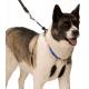No Pull Dog Training Leash Halter Pet Lead Nylon Webbing Stress Free Multicolour