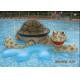 Fiberglass Water Playground Turtle Water Spray for Spray Park Equipment