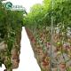 Film Cover Greenhouses for Single Layer Growing of Vegetables Fruits and Flowers