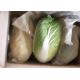 Green Color Organic Chinese Cabbage Big Size Japan Standard Own Bases