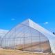 10ft Plastic Film Sawtooth Greenhouse Tunnel Tropical Top Ventilation Tomato Growing