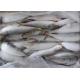 BQF Freezing Bulk 75g Fresh Frozen Sardines For Bait