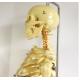 Human Bone Skeleton Educational Body Parts Models Spine Can Be Bent Hanging 170CM