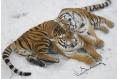 Volunteers clear traps to protect Siberian tigers
