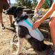  				Dog Cooling Vest Mat Pet Summer Cool Relief 	        