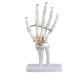 Medical Anatomy Human Finger Bone With Articulated Joints Wrist Ulna And Radius