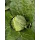 Natural Bright Fresh Green Cabbage No Rotten Signs Fiber Shin 2.5kg / Per