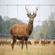 50m / 100m Field Wire Fence , Eco Friendly 3 Ft 4 Ft 5 Ft 6 Ft Field Fence