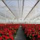 OEM PO PE Polyethylene Film Greenhouse Multi Span 4 Season Growing For Flower
