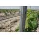 C Type Metal Line Vineyard Posts 120gr/M2 Easy To Recycle Corrosion Resistance