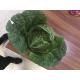 Common Chinese Long Cabbage / Ball Shape Flat Dutch Cabbage Vegetable