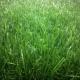 Beautiful Natural Looking Artificial Grass For Indoor Use Realistic Recycled
