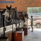 Custom Powder Coated Horse Stall Kick Panels For Horse Barn Door