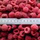 New Season Iqf Frozen Raspberry Raspberry Whole Raspberry Crumble Raspberry 95/5 Extra