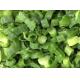 High Grade IQF Frozen Vegetables / Green Spring Onions For Eating