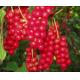 100% natural schiandrins,pure schisandra extract 1%~25% HPLC powder