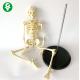 Plastic Human Body Skeleton Model For Anatomy Class / Disarticulated Human Skeleton