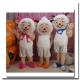 sheep mascot cartoon costume for party 