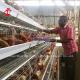 Fully Automatic 4 Tier Battery Cage System 160 Capacity For Chicken Poultry Farm Doris
