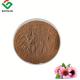 Food Grade Echinacea Purpurea Root Extract Anti Inflammatory