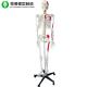 Anatomically Correct Skeleton Model Coded With Half Muscles Start Stop Point