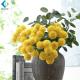 Yellow White Fake Flower Bouquet , Ball Shape Artificial Chrysanthemum Flowers
