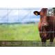 Cattle Fence | Field Fencing | Grassland Fence | China Supplier