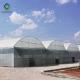 Sided Ventilation 12m Multi Span Commercial Outdoor Greenhouse Wind Resistant