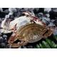 Half Cutted Portunus Crab