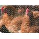 1.4mm 1 Inch Poultry Netting Bwg 20 Rabbit Wire Mesh