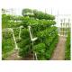 Hydroponic System Indoor Garden Tower With LED / Fluorescent / HID Lighting